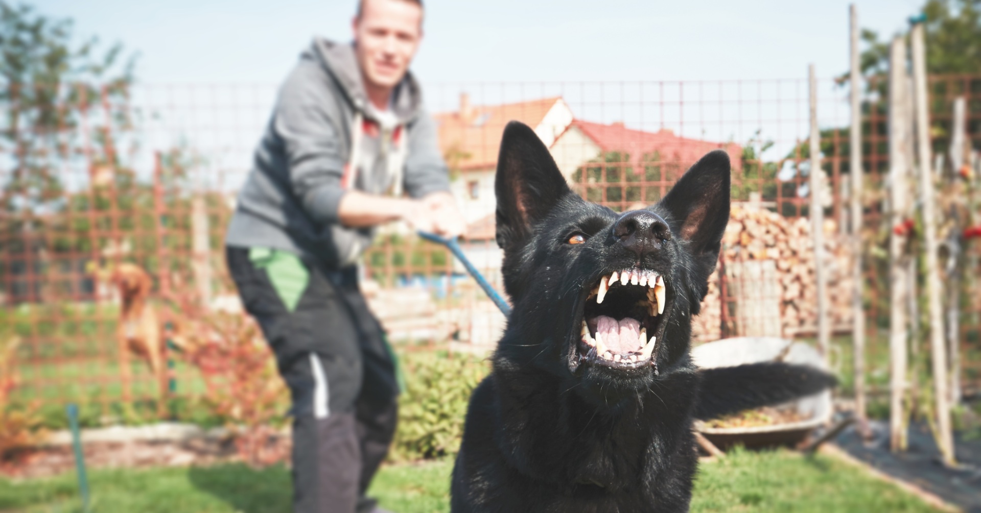 Training omgaan met agressieve honden